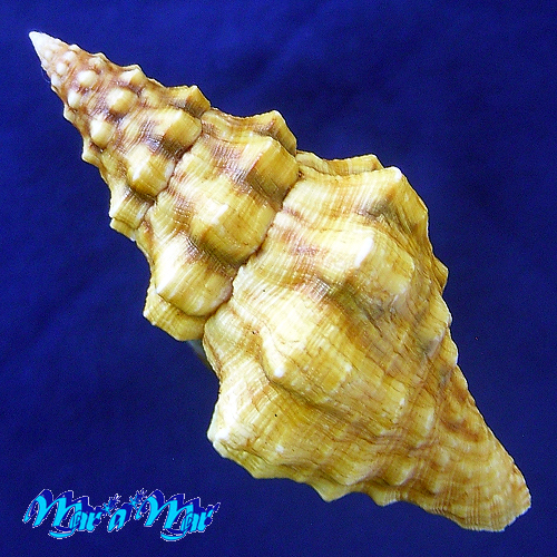 Alternative view of Leucozonia cerata (Wood, 1828)