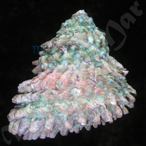 Astraea caelata (Gmelin, 1791) - Imagem 2