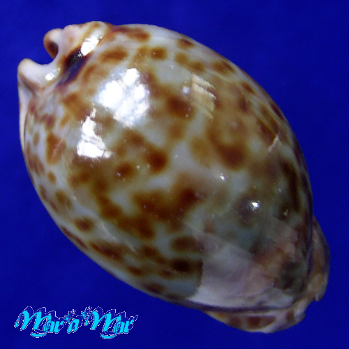Cypraea stercoraria Linnaeus, 1758