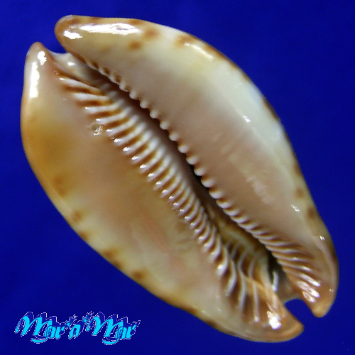 Alternative view of Cypraea stercoraria Linnaeus, 1758