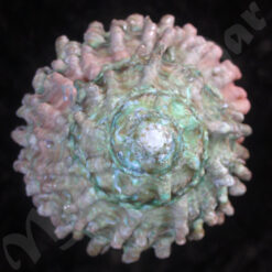 Astraea caelata (Gmelin, 1791) - Imagem 3