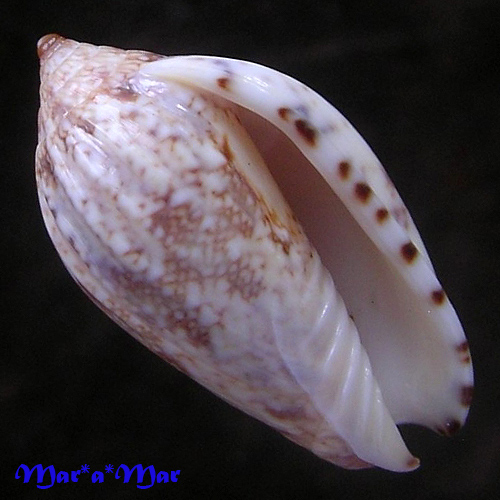 Plicoliva zelindae oceanica Coltro, 2005 LIGHT COLOR