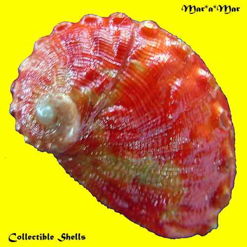 Haliotis aurantium Simone, 1998