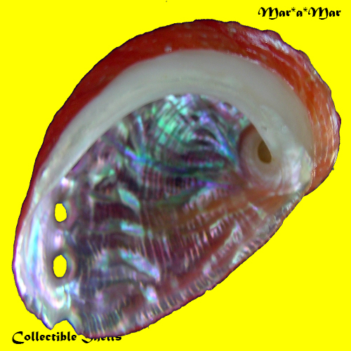 Alternative view of Haliotis aurantium Simone, 1998