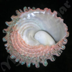 Astraea caelata (Gmelin, 1791) - Imagem 4
