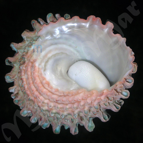 Astraea caelata (Gmelin, 1791) - Imagem 4