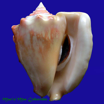 Strombus costatus spectabilis Gmelin, 1791