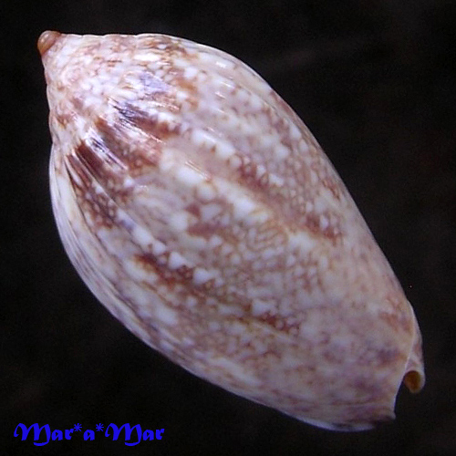 Alternative view of Plicoliva zelindae oceanica Coltro, 2005 LIGHT COLOR