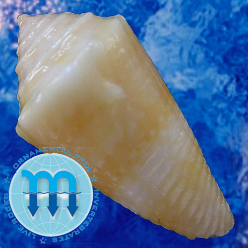 Conus poremskii Petuch & Myers, 2014 - Image 2