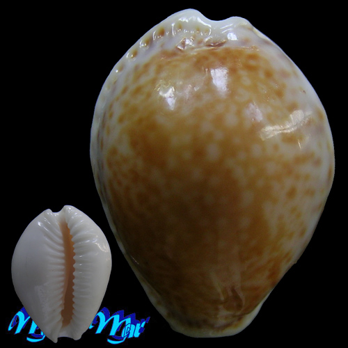 Cypraea acicularis marcuscoltroi (Petuch, 2015)