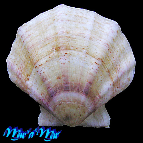 Flexopecten glaber proteus Dillwin, 1817