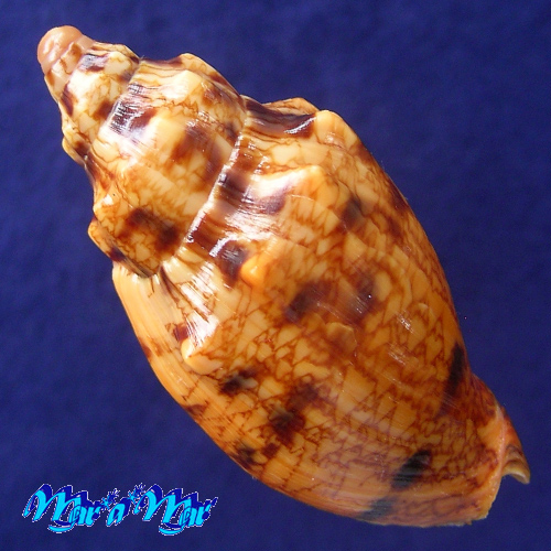 Alternative view of Odontocymbiola americana (Reeve, 1846)