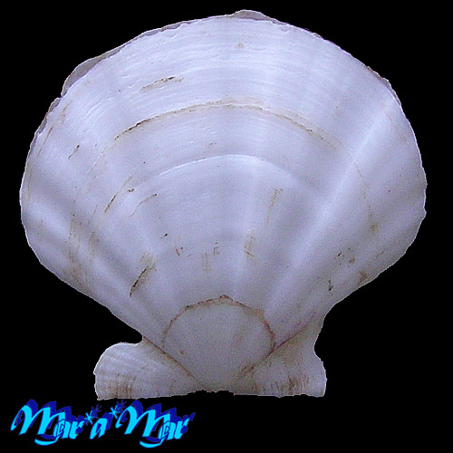 Alternative view of Flexopecten glaber proteus Dillwin, 1817