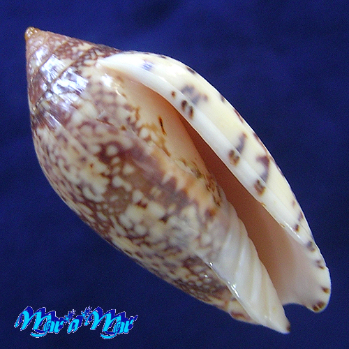 Plicoliva zelindae (Petuch, 1979)