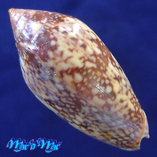 Alternative view of Plicoliva zelindae (Petuch, 1979)