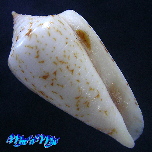 Conus iodostoma Reeve, 1843