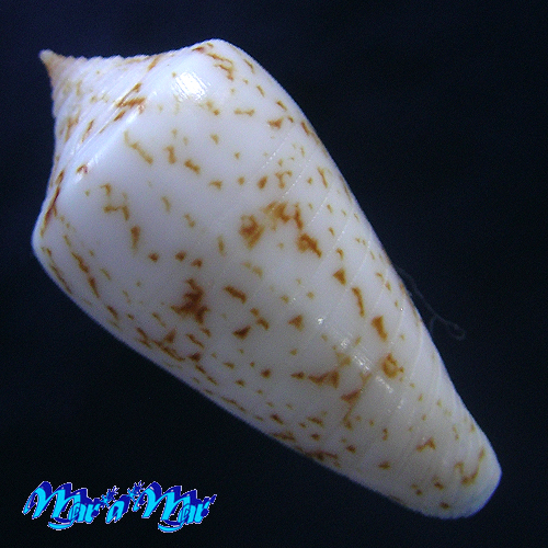 Alternative view of Conus iodostoma Reeve, 1843