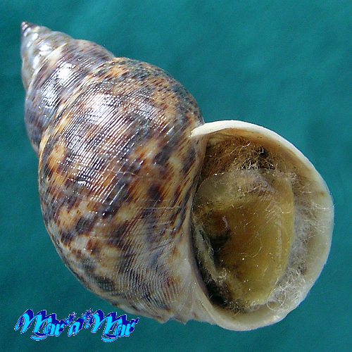 Littorina angulifera (Lamarck, 1822)