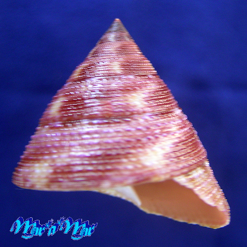 Calliostoma vinosum Quinn, 1992