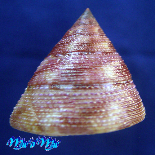 Alternative view of Calliostoma vinosum Quinn, 1992