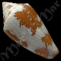 Alternative view of Conus (Tenorioconus) curassaviensis Hwass, 1792