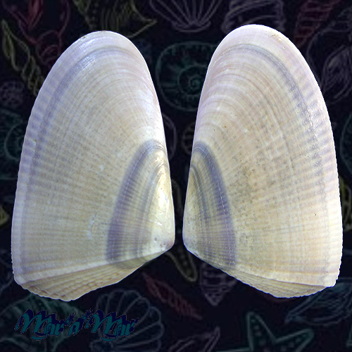 Donax hanleyanus Philippi, 1842