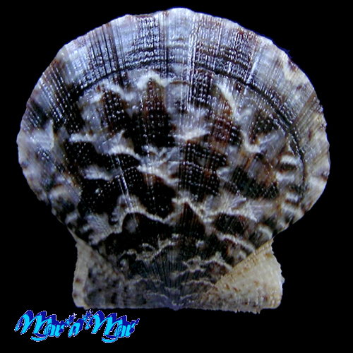 Flexopecten glaber proteus Dillwin, 1817