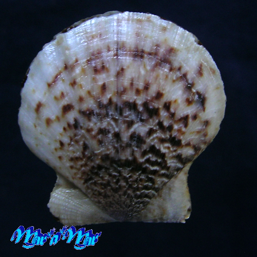 Alternative view of Flexopecten glaber proteus Dillwin, 1817