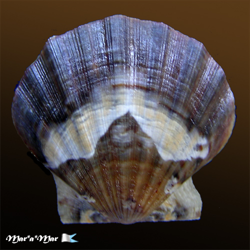 Flexopecten glaber proteus Dillwin, 1817