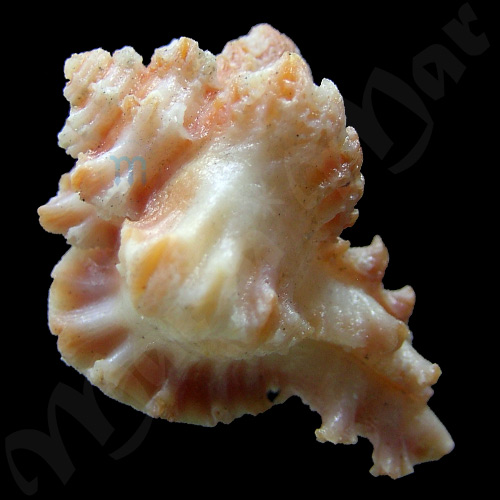 Murexiella macgintyi M Smith, 1938 - Imagem 2