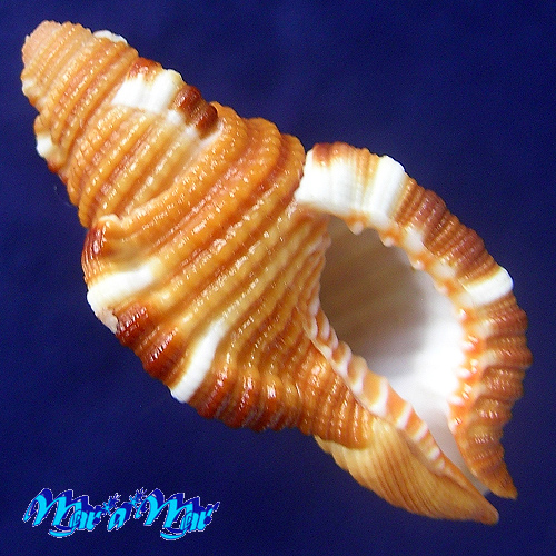 Cymatium closeli Beau, 1987