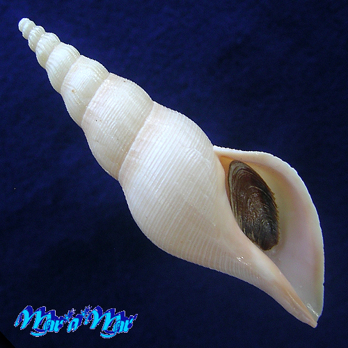 Fusivoluta clarkei Rherer, 1969