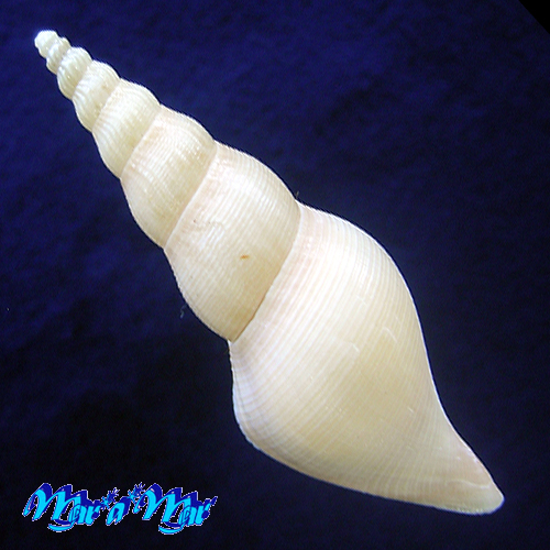 Alternative view of Fusivoluta clarkei Rherer, 1969