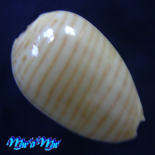 Alternative view of Persicula cingulata (Dillwyn, 1817)