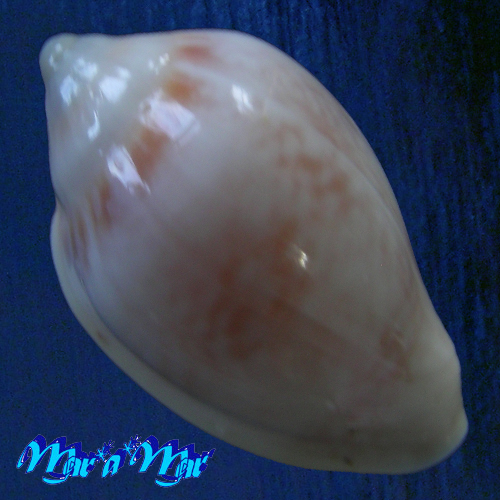 Alternative view of Marginella glabella (Linnaeus, 1758)