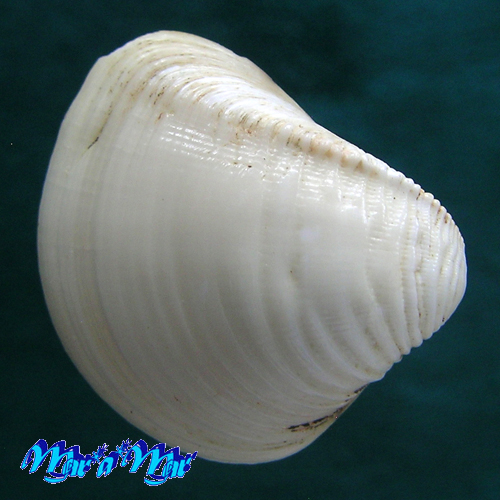 Anomalocardia brasiliana (Gmelin, 1791)