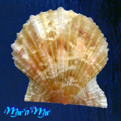 Leptopecten bavayi Dautzemberg, 1927