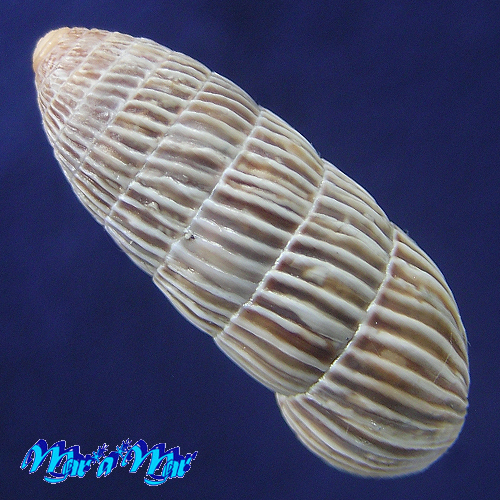 Alternative view of Cerion sp.