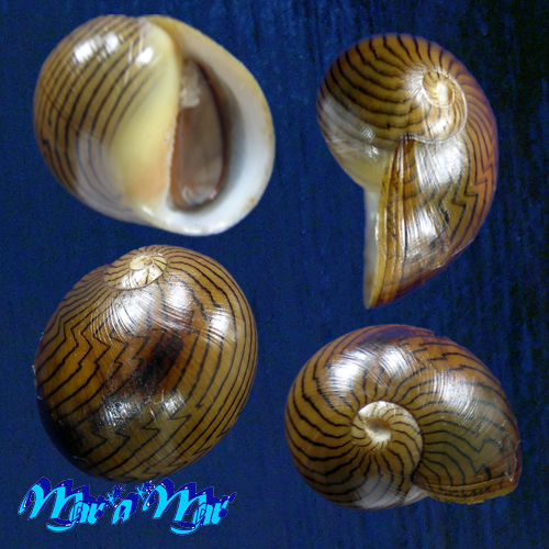 Neritina zebra Bruguière, 1792