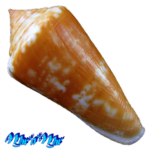 Conus (Lamniconus) petestimpsoni (Petuch & Berschauer, 2016) - Imagem 2