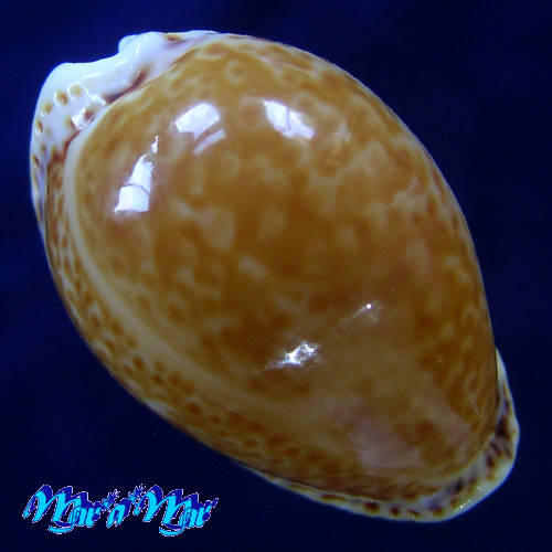 Cypraea acicularis marcuscoltroi (Petuch, 2015)