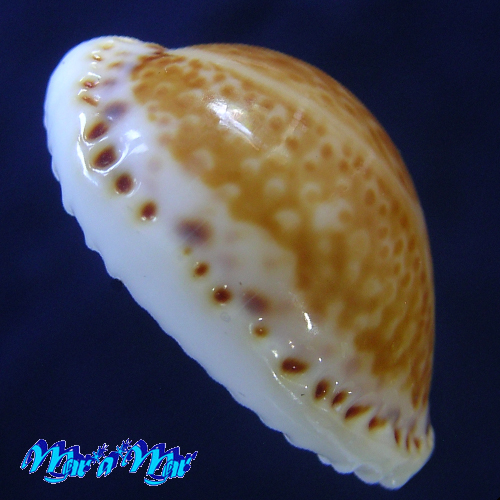 Alternative view of Cypraea acicularis marcuscoltroi (Petuch, 2015)