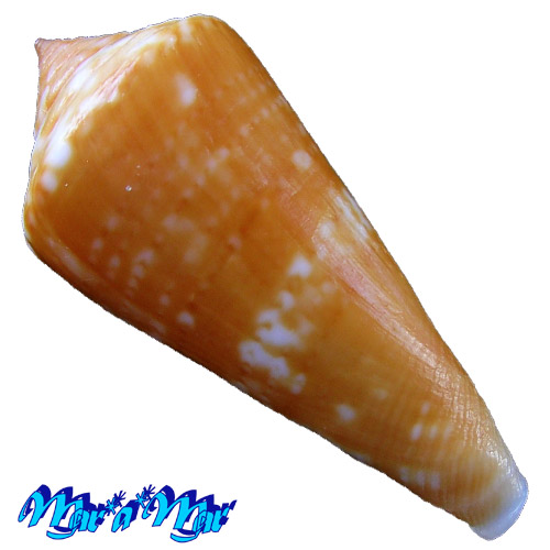 Conus (Lamniconus) petestimpsoni (Petuch & Berschauer, 2016) - Imagem 3