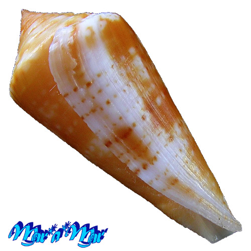 Conus (Lamniconus) petestimpsoni (Petuch & Berschauer, 2016) - Imagem 4
