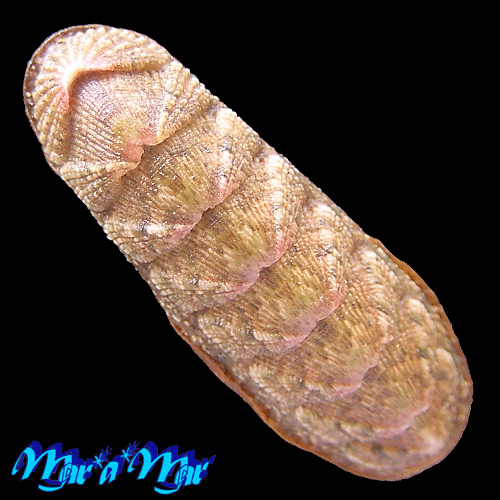 Ischnochiton pectinatus (Sowerby, 1840)