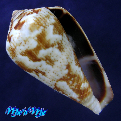Conus saharicus (Petuch & Berschauer, 2016)