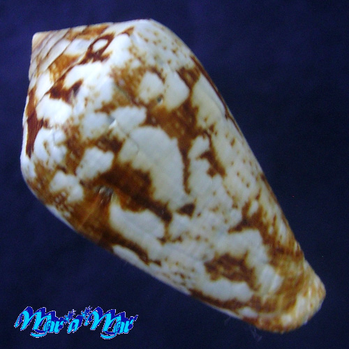 Alternative view of Conus saharicus (Petuch & Berschauer, 2016)