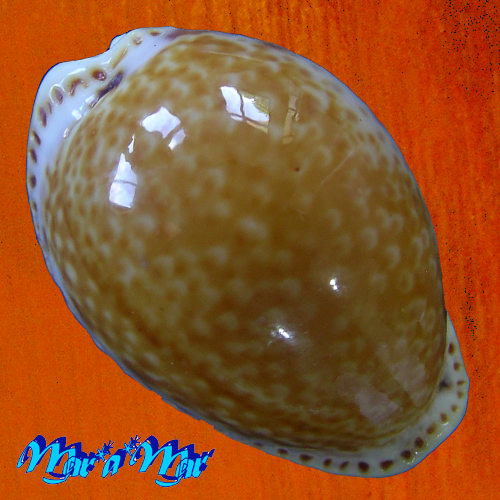 Cypraea acicularis marcuscoltroi (Petuch, 2015)