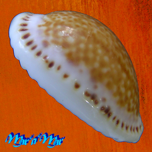 Alternative view of Cypraea acicularis marcuscoltroi (Petuch, 2015)