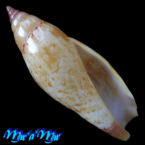 Terestrombus terebellatus (G.B. Sowerby II, 1842)